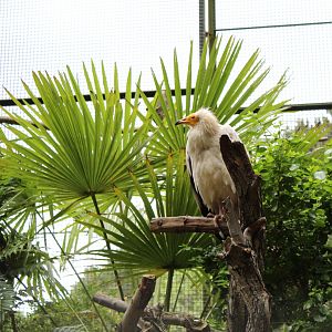 Western Egyptian vulture (Neophron percnopterus percnopterus)