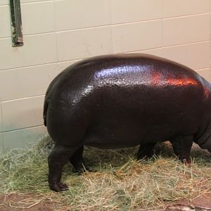 Western pygmy hippopotamus (Choeropsis liberiensis liberiensis) in house