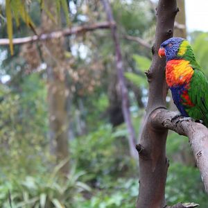 Rainbow lorikeet (Trichoglossus moluccanus) in Brilliant Birds
