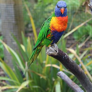 Rainbow lorikeet (Trichoglossus moluccanus) in Brilliant Birds