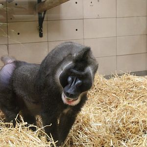 Drill (Mandrillus leucophaeus) in Monkey House