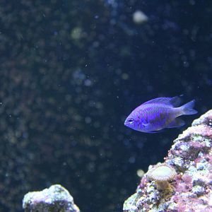 Springer's demoiselle (Chrysiptera springeri) in Wee Beasties