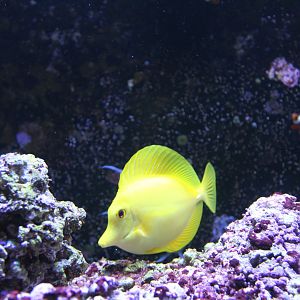 Yellow tang (Zebrasoma flavescens) in Wee Beasties