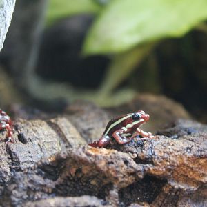 Anthony's dartfrog (Epipedobates anthonyi) in Wee Beasties