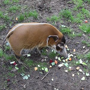 Red river hog (Potamochoerus porcus)