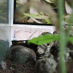 Lesser hedgehog tenrec (Echinops telfairi)