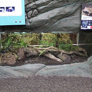 Lesser hedgehog tenrec enclosure in Wee Beasties