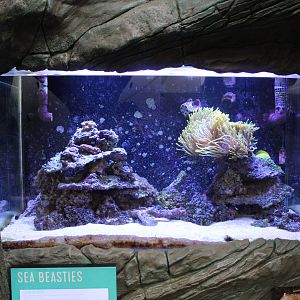 Reef tank in Wee Beasties