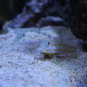 Diamond watchman goby (Valenciennea puellaris)