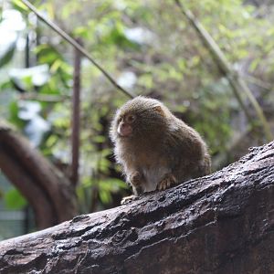 Eastern pygmy marmoset (Cebuella pygmaea niveiventris/C. niveiventris)