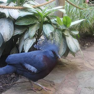 Victoria crowned-pigeon (Goura victoria)