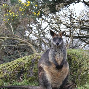 Swamp wallaby (Wallabia bicolor)