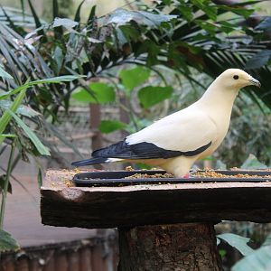 Pied imperial pigeon (Ducula bicolor)