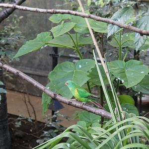 Swift parrot (Lathamus discolor)