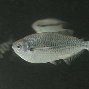 Flagtail butterfly tetra
