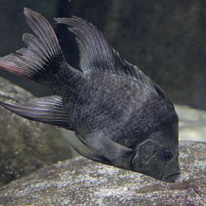 Mangarahara cichlid