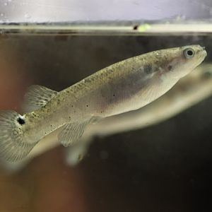 Mangrove rivulus