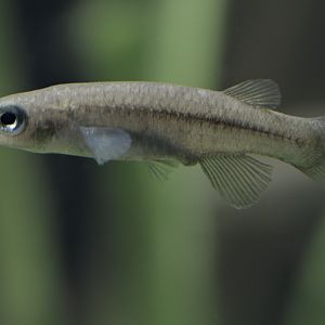 Greek killifish female
