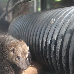 Common cusimanse (Crossarchus obscurus)