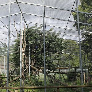 Hyacinth macaw aviary