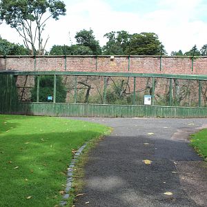 Amur leopard cat enclosure