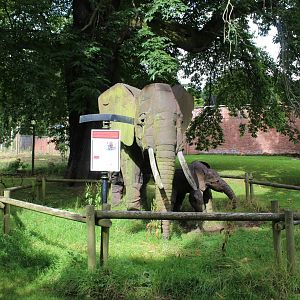 African elephant enclosure