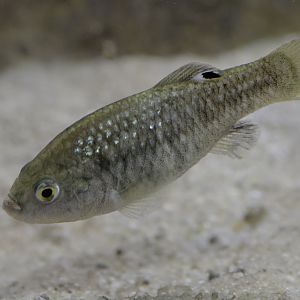 La Palma pupfish female