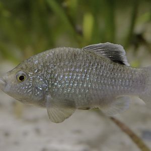 La Palma pupfish male