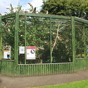 Bali starling aviary