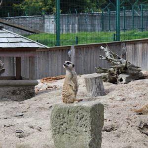 Meerkat (Suricata suricatta) on look out