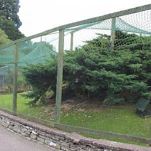 Swinhoe's pheasant and guinea pig aviary