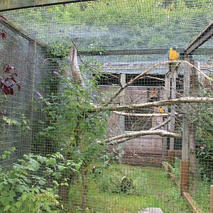 Blue-throated macaw aviary