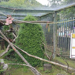 Rd-bellied lemur enclosure
