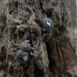 Fregate Island giant beetles