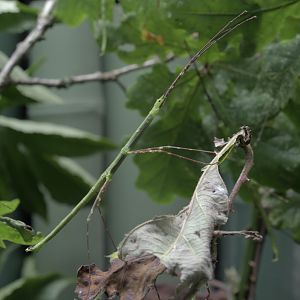Peleng Island stick insect