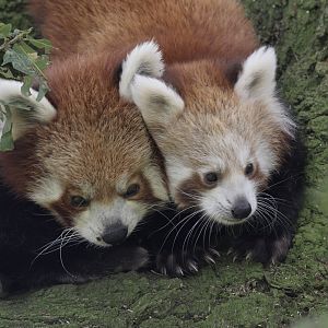 Red panda mother & cub