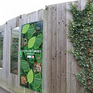 Cotton-top tamarin enclosure