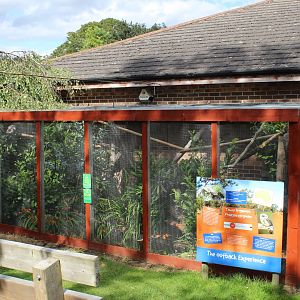 Tawny frogmouth enclosure