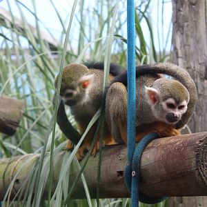 Common squirrel monkey (Saimiri sciureus)