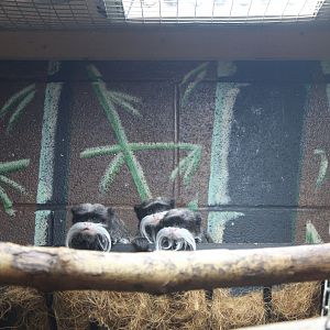 Emperor tamarin (Saguinus imperator subgrisescens)