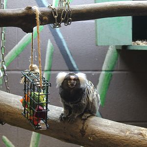 Common marmoset (Callithrix jacchus)