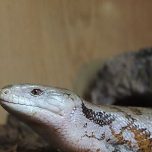 Irian Jaya blue-tongued skink (Tiliqua sp. nov. 'Irian Jaya')