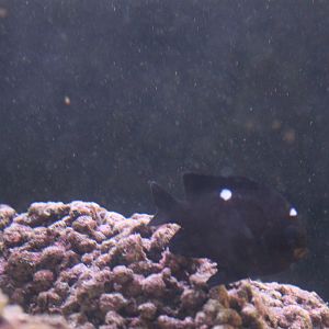 Threespot dascyllus (Dascyllus trimaculatus)