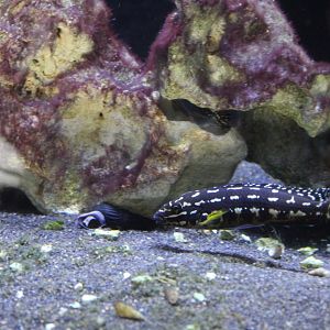 Chequered Julie (Julidochromis marlieri)