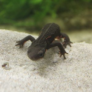 Chinese firebelly newt (Cynops orientalis)