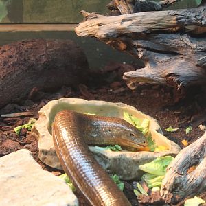 Sheltopusik (Pseudopus apodus)