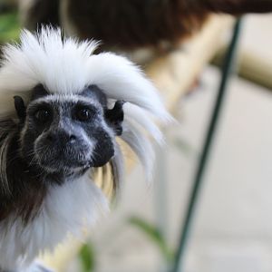 Cotton-top tamarin (Saguinus oedipus)