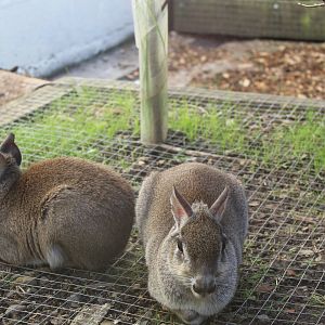 Chacoan mara (Dolichotis salinicola)