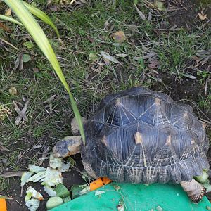 Radiated tortoise (Astrochelys radiata)