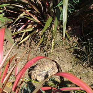 Leopard tortoise (Stigmochelys pardalis)